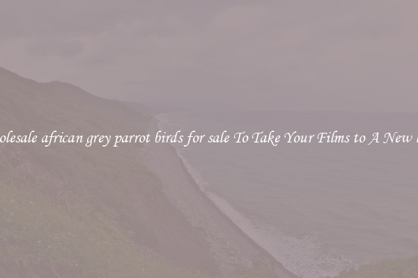 Wholesale african grey parrot birds for sale To Take Your Films to A New level